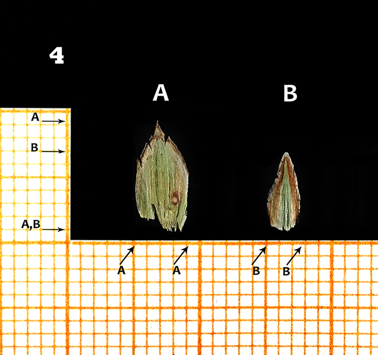 Amigo y castro: Notas Taxonomicas